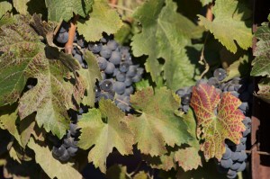 Napa Valley Grapes