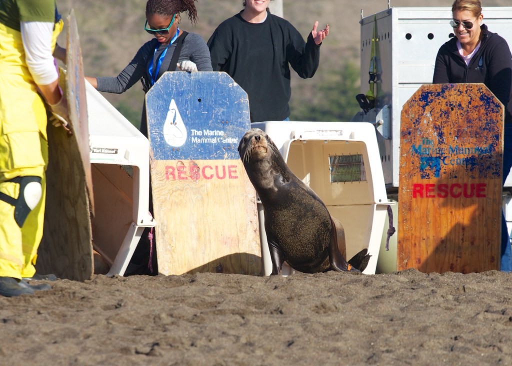 Marine Mammal Center Fauna Marin California Seasons Greetings