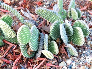DSCF6835