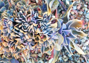 DSCF6837