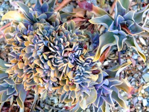 DSCF6839