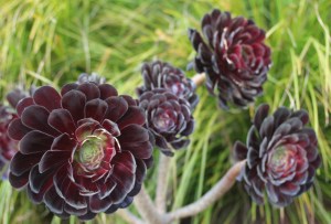 Succulents