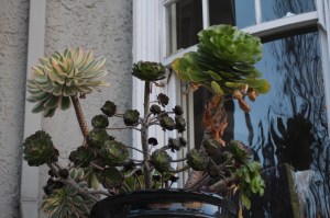 IMG_0867