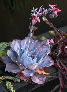 Succulents